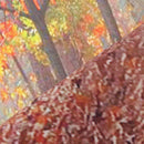 Background Fabric Autumn Forest Wall Studio Prop Photography Backdrop Cloth