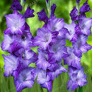 Purple Gladiolus Bulbs Beautiful Gladiolus Flower Garden Courtyard fruit pla OZ