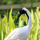 Garden Bird Ornament Realistic Red-crowned Crane Animal Outdoor Statue NEW