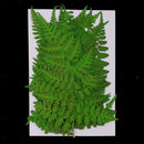 12Pcs Pressed Leaves Dried Flowers for Scrapbook Card Art Craft DIY Material