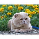 DIY Animal 5D Full Square Drill Diamond Painting Cross Stitch Gift (NF0157)