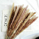 15Pcs Natural Dried Pampas Grass Reed Flower Bunch Wedding Bouquet Home Decors