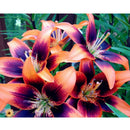 100X Mixed lily bulbs seeds planting lilium perfume flower garden d NTE â„–#
