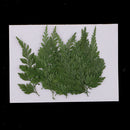 12Pcs Pressed Dried Fern Leaves Plant Herbarium DIY Arts Crafts Scrapbooking
