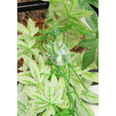 3 Pcs Plant Simulation   Tank Reptile Terrarium Aquarium Decor