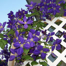 200pc Clematis Flower Plant Seeds Garden Yard Bonsai Decor Flower Seeds