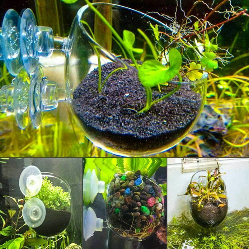 2X Glass Aquatic Plant Cup Pot 4X Suction Cups Fish Tank Aquarium Aquascape