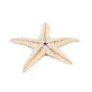 Small Starfish Star Sea Shell Beach Craft 0.4 inch-1.2 inch 90 Pcs