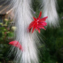 sementes cactus hildewintera colademononis plants succulents seeds home LJ