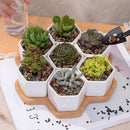 Set Of Decorative Geometry Hexagon White Ceramic Succulent Plant Pot Porcel