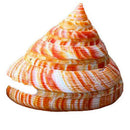 Emperor's Slit Shell Cone Shells Multi-Purpose DIY Crafts Nautical Decors 5