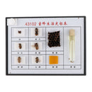 Bee Specimen Of Different Development Stages For  Scientific Education