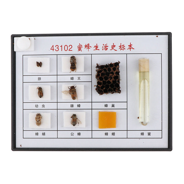 Bee Specimen Of Different Development Stages For  Scientific Education