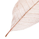 100Pcs Natural Dried Magnolia Skeleton Leaves Bookmarks Decoration DIY HOT