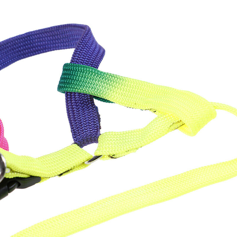 Adjustable Rainbow style Nylon Rabbit Cat Dog collar lead Harness goods for Pets