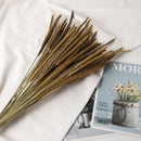 50Pcs Natural Dried Pampas Grass Reed Flower Bunch Wedding Bouquet Decors AU Hot