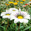 50X GAZANIE GAZANIEN GAZANIA SONNENBLUME ASTER ASTERN HERRLICH-LEUCHTEND G6 B8C1