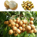 5pcs Dwarf Longan Sri Chompoo/Dragon Sweet Exotic Tropical P7Q7 Bonsai Su F V5H3