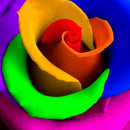 1000Pcs Beautiful Colorful Rainbow Rose Flower Seeds Yard Garden Plant Decor