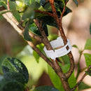 100pcs Veggie Garden Plant Support Clips for Trellis Twine Tomato Gree AER