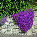 200X bag cascade purple aubrieta flower seeds perennial ground cover romanticLJ