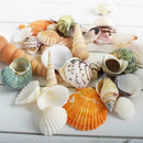 Sea Shells Beach Mixed Shell Craft Table Aquarium Fish Medium JI89 Tank J1H5