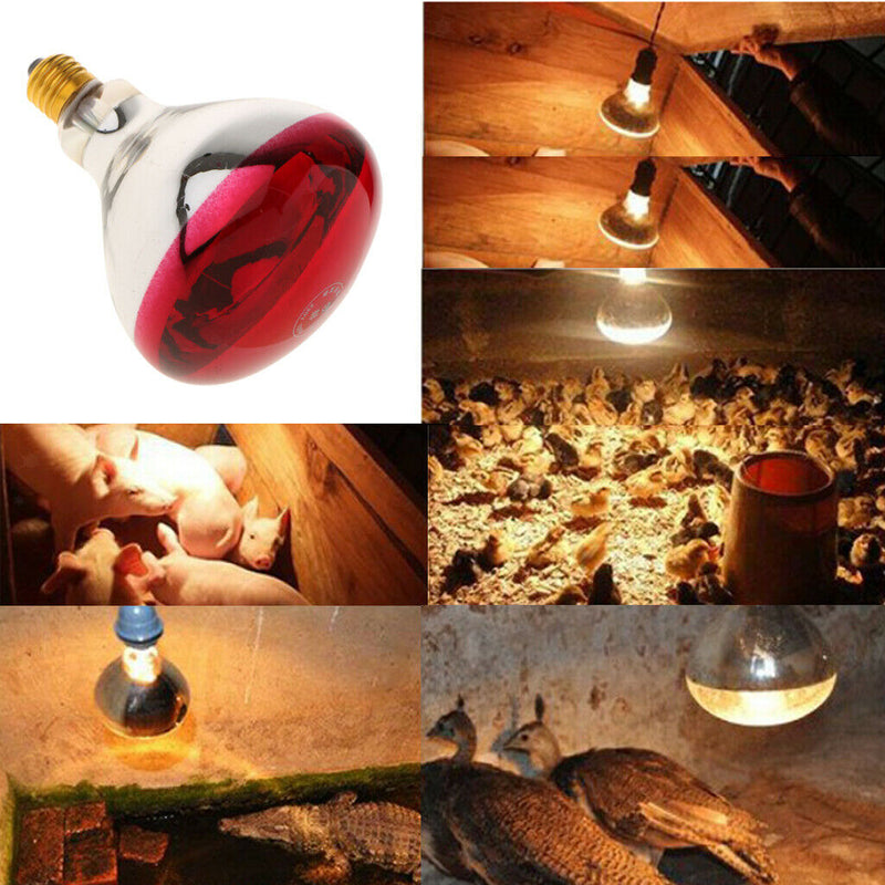 4Pcs 250W 220V E27 Basking Heat Lamp Bulb for Reptiles Goose Poultry Pig