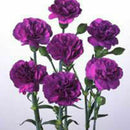 175 Pcs Magenta Carnation Dianthus Caryophyllus Flower Garden W8U0 DIY F8W0