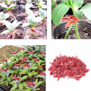 50pcs Durable Plastic Grafting Clips Garden Vegetable Flower Vine Bushes Plants