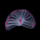 24Style Eye Brow Class Guide Grooming Shaping Assistant Eyebrow Drawing Car Bj