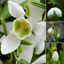 200X Galanthus Nivalis Common Snowdrop Flower Freezing Home V8T2 BI Plants S7J5