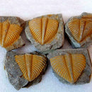 100%-Natural Trilobite Tail Fossil Ancient fossils teaching New Coll specim X8F2