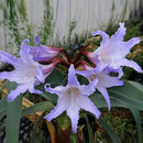 2 X Purple Amaryllis Bulbs Beauty Bonsai Flowers Garden Viewing-Decor U7I1 Q5V1