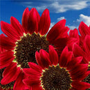 15x Samen Rot Sonnenblume Abendrot Abendsonnen HELIANTHUS ANNUUS-Red X9H4 R0A3