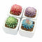 4Pcs/Set Artificial Succulent Plants + White Square Ceramic Pots succulent  F4F8