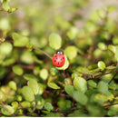 Mini Ladybug Garden Ornaments Scenery Craft Plant Pot Fairy Decor LJ