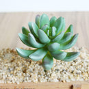 Artificial Cactus Plants Unpotted Plastic Succulent Cactus Home Plant