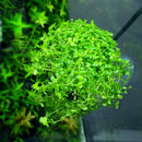 Aquarium Fish Tank Live Plants Cup Growing Pot Aquatic Landscape Holder S ZTU