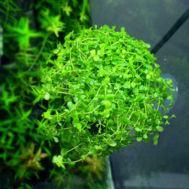 Aquarium Fish Tank Live Plants Cup Growing Pot Aquatic Landscape Holder S ZTU