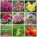 Treating Mildew &Root Rot Diseases Soil Disinfectant Plant Sterilization Gro ly