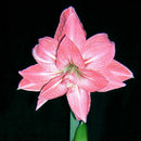 Beautiful 2 Bulbs Plants Elvas Double Amaryllis HIPPEASTRUM G5X6 Amarylli E G5A5