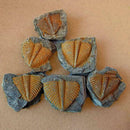 100% Natural Trilobite Tail Fossil Ancient fossils specimens Collection tea Favo