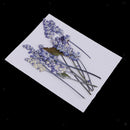 32pcs Pressed Dried Flowers Muti Species for Candle Jewelry Epoxy Scrapbooking