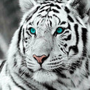4 Pack Tiger DIY 5D Diamond Painting Kits Full Drill Cross Stitch Home Decor