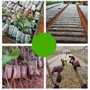 100pcs Biodegradable Non-woven Nursery Bag Plant Grow Bags Seedling Pots AU