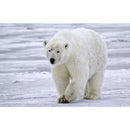 5D DIY Full Drill Diamond Painting Polar Bear Embroidery Mosaic Kit (WX184)