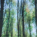 Forest Tapestry Floral Decor, Bluebells in Woods Landscape and Flowers Rura