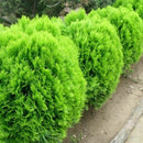 100x Arborvitae Siberian Carpet Cypress Arborvitae Garden, Tree Everg Z2A9 V5R6
