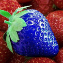 100pcs blue strawberry seeds vegetable home garden vitamin fruit tree LJ