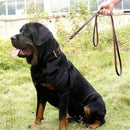2M Long Leather Braided Pet Dog Walk Traction Collar Strap Training Leash L P2D1